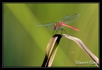 Sympetrum rouge sang