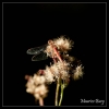 Sympetrum rouge sang