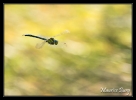 Anax empereur