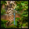 Anax imperator
