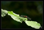 Sympetrum rouge sang