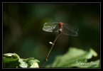 Sympetrum rouge sang