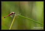 Sympetrum rouge sang
