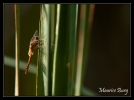 Sympetrum rouge sang (femelle)