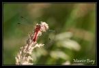 Sympetrum rouge sang