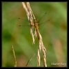 Sympetrum rouge sang (femelle)