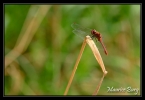 Sympetrum rouge sang