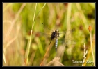 Orthetrum bleuissant