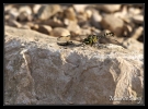 Gomphus