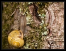 Escargot