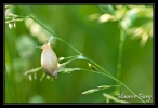 Escargot