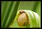 Escargot