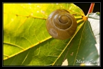 Escargot