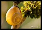 Escargot