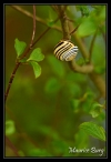 Escargot tigre?