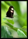 01_Papillons_exotiques