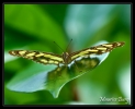 03_Papillons_exotiques