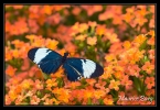 12_Papillons_exotiques