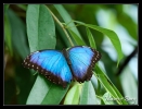 19_Papillons_exotiques