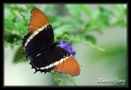 20_Papillons_exotiques