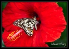 21_Papillons_exotiques