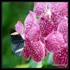 22_Papillons_exotiques
