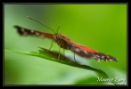 papillon_001