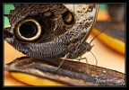 papillon_002