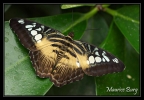papillon_003