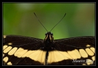 papillon_005