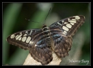 papillon_006