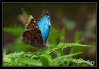 papillon_008