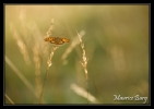 Mélitée du Plantain