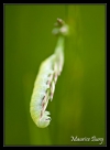 Chenille