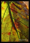 Feuille
