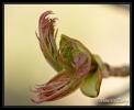 Feuilles naissantes