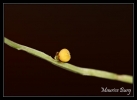 Petite fleur jaune.