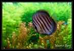 Discus