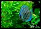 Discus