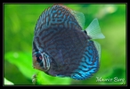 Discus