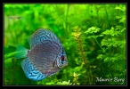 Discus