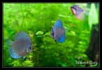 Discus, Gurami