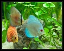 Discus blue cobalt, pigeon blood et snake skin
