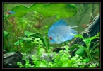 Discus blue cobalt