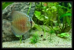 Discus snake skin