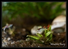 Guppy