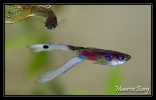 Guppy