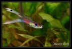 Guppy