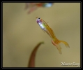 Guppy