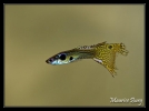 Guppy